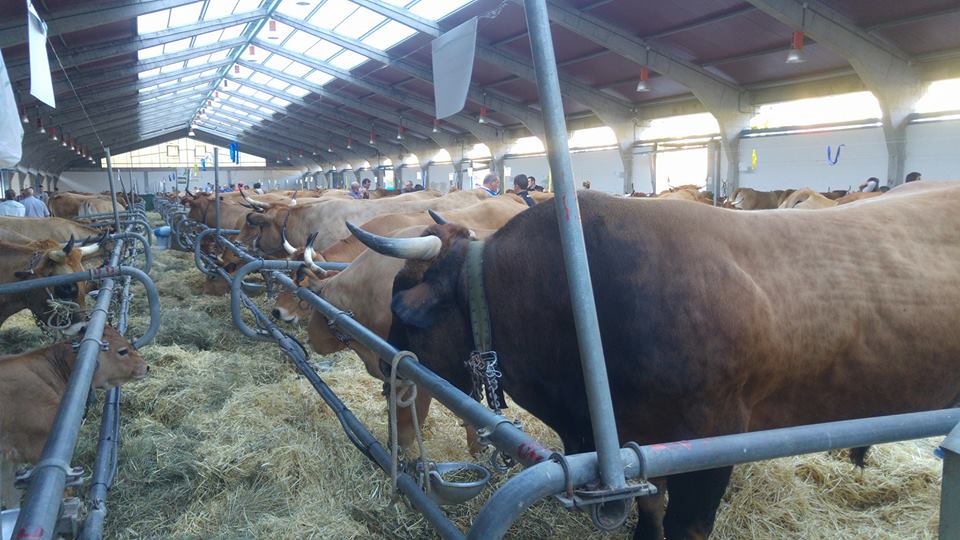 CANGAS DEL NARCEA.- Resultados de la XXXII Muestra Ganadera y XXVII Subasta Local de la Raza Asturiana de los Valles