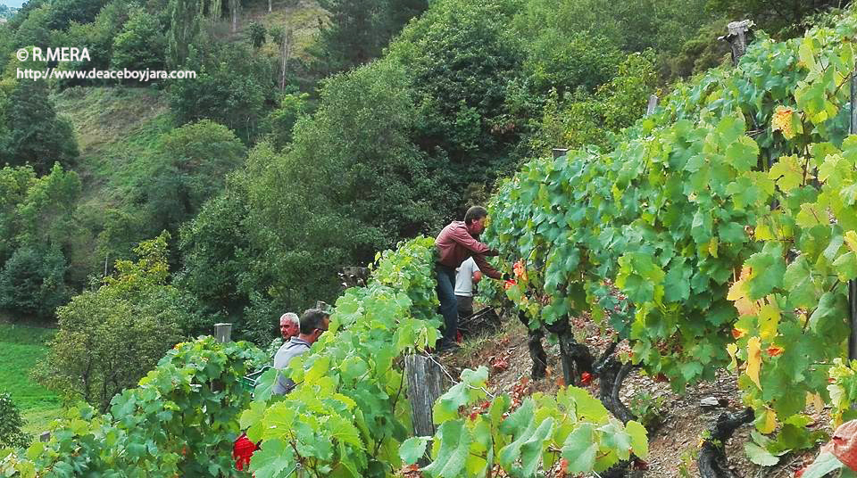 CANGAS DEL NARCEA.- El Suroccidente tendrá un ciclo sobre vitivinicultura