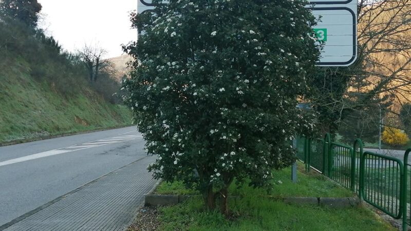 La foto y su pie.-Flores y señal