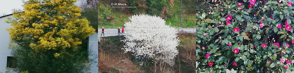 Llegan las flores, se llenan los paseos y se duda de las fiestas veraniegas