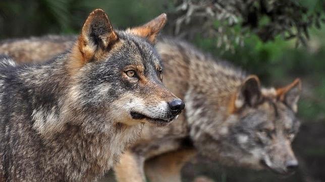 Al lobo, ni tocarlo ni gritarlo