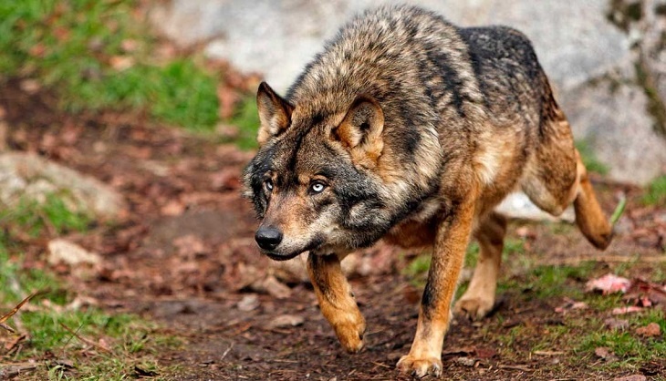 “El Principado recurrirá la ampliación de la protección del lobo”