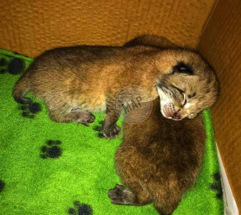 Nacen tres linces boreales en Cangas del Narcea