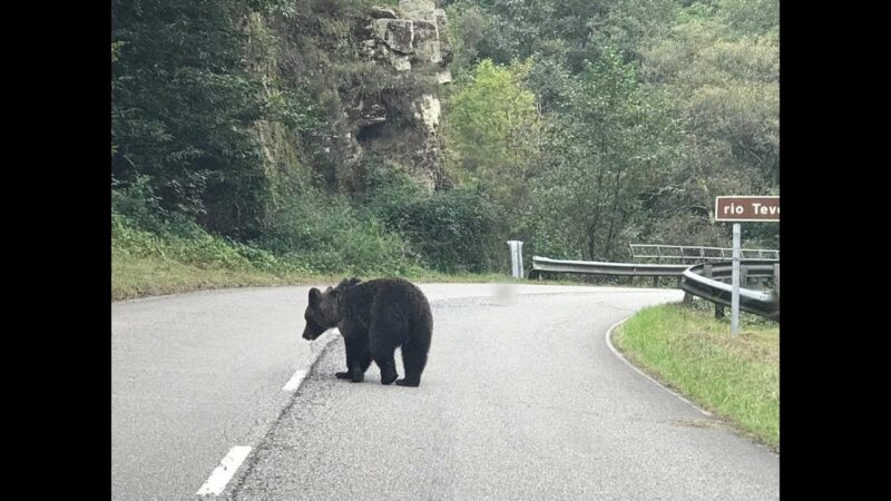 Acercarse al oso puede resultar caro