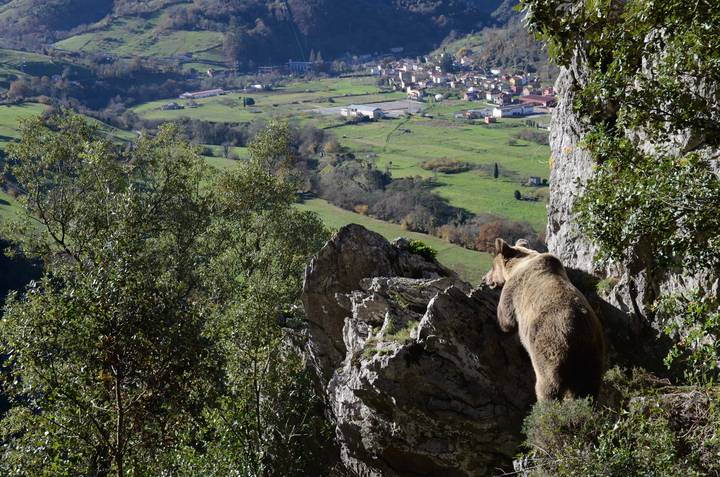 El oso: Tenía que suceder y sucedió