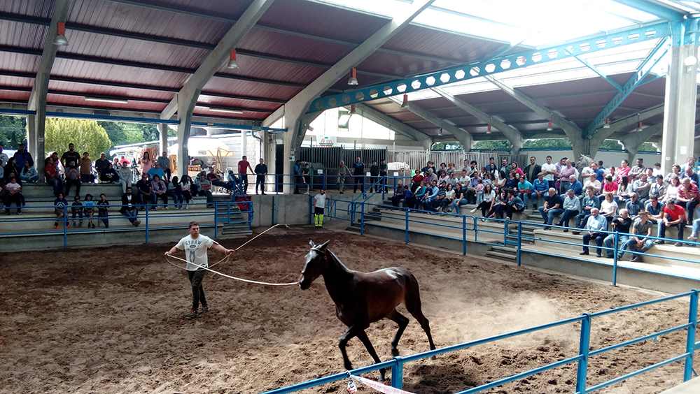 Vuelve el Concurso Morfológico Ecuestre ‘Ecunarcea 2021’