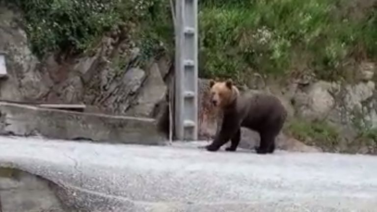 El oso ataca en Caldevilla y Posada de Rengos