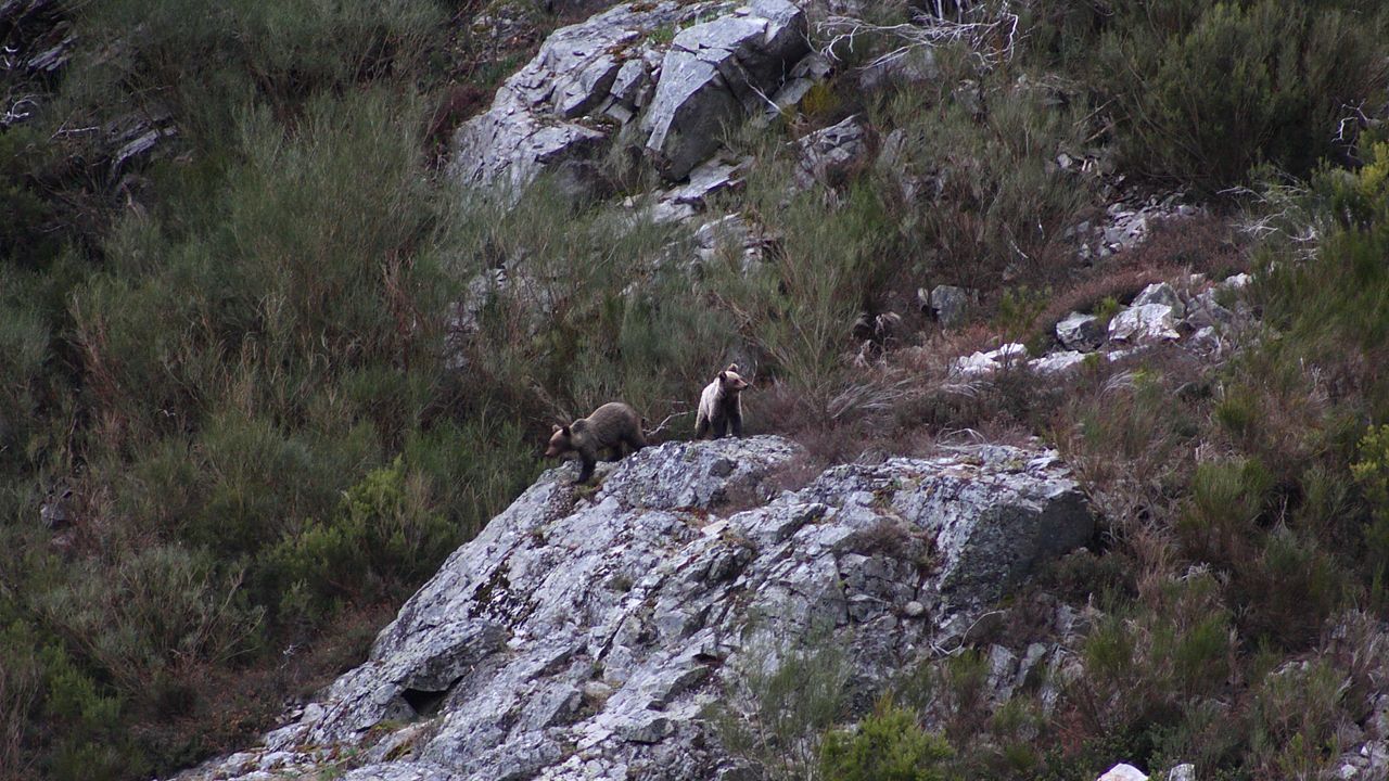 Geocalización de osos