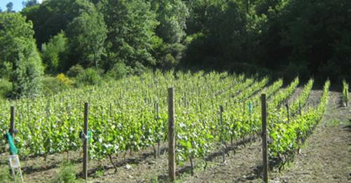 Constituida la Asociación de Viticultores y Bodegueros de Ibias