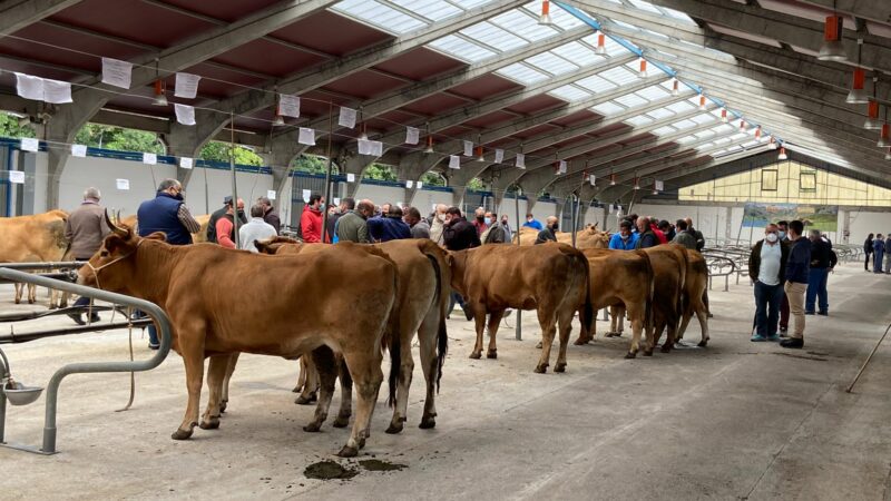 El Certamen Local de Asturiana de los Valles contará con 51 ganaderías