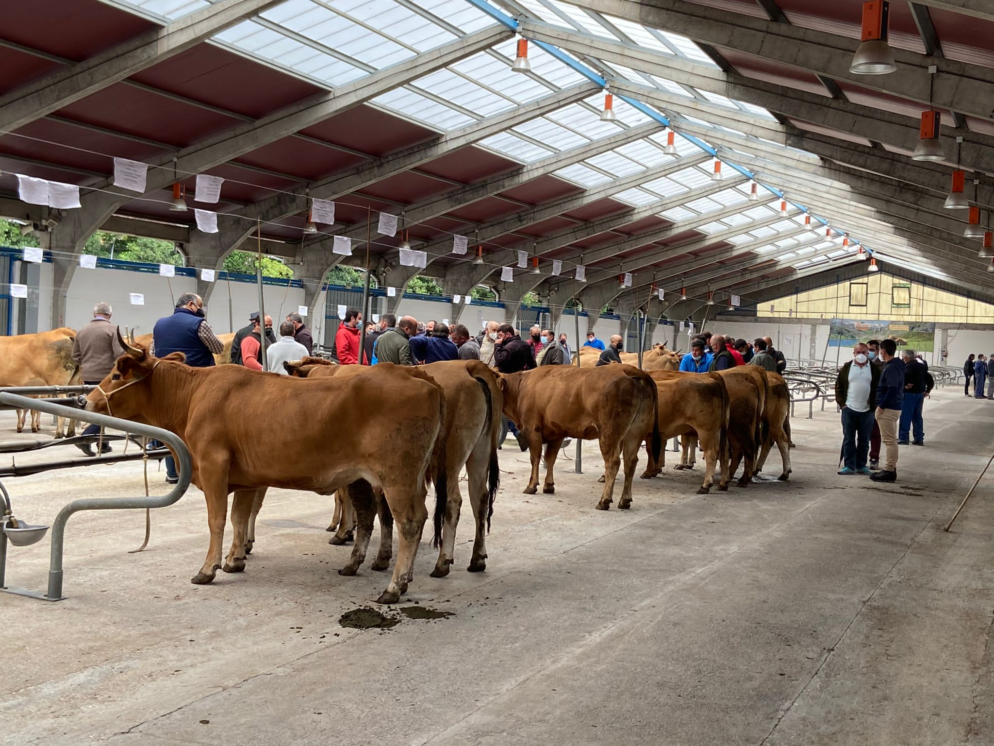 El Certamen Local de Asturiana de los Valles contará con 51 ganaderías