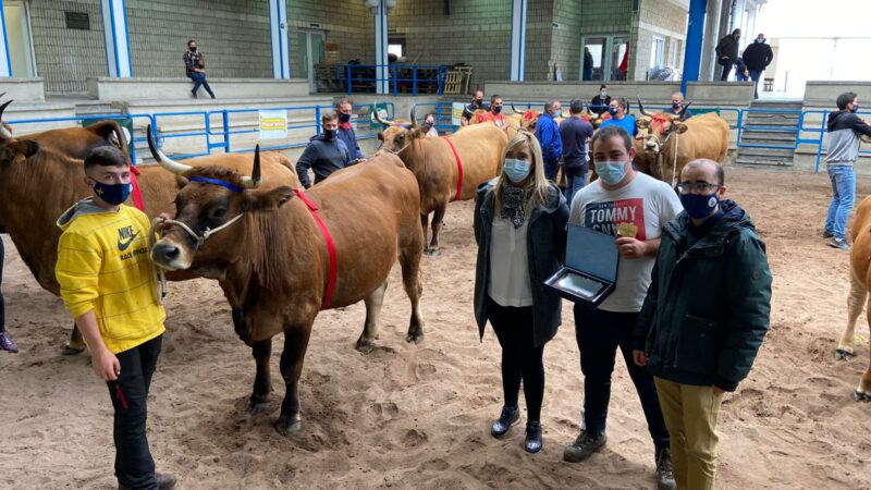 La Muestra Ganadera Local de Asturiana de los Valles acogerá este fin de semana 366 animales