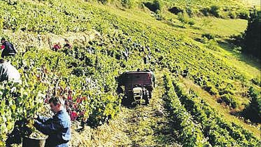 Una nueva bodega tramita su incorporación al sello de calidad Vino de Cangas