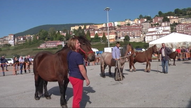 Aves, feria, bobino y caballos de pasto en Tineo