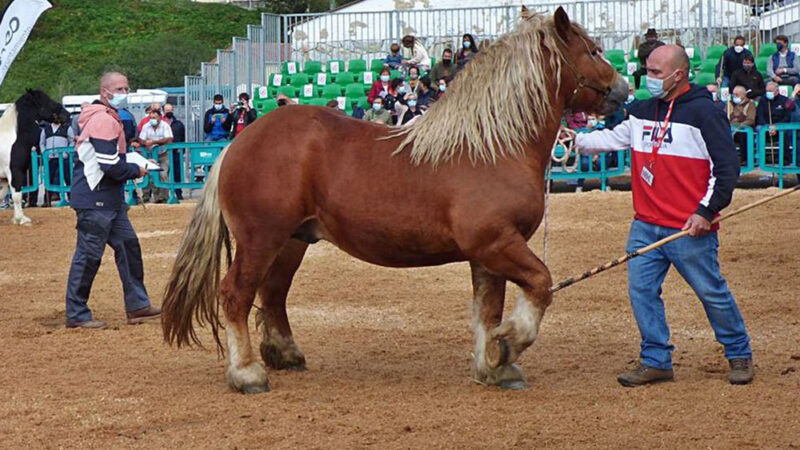 La carne de caballo de Asturias tendrá IGP a finales de año