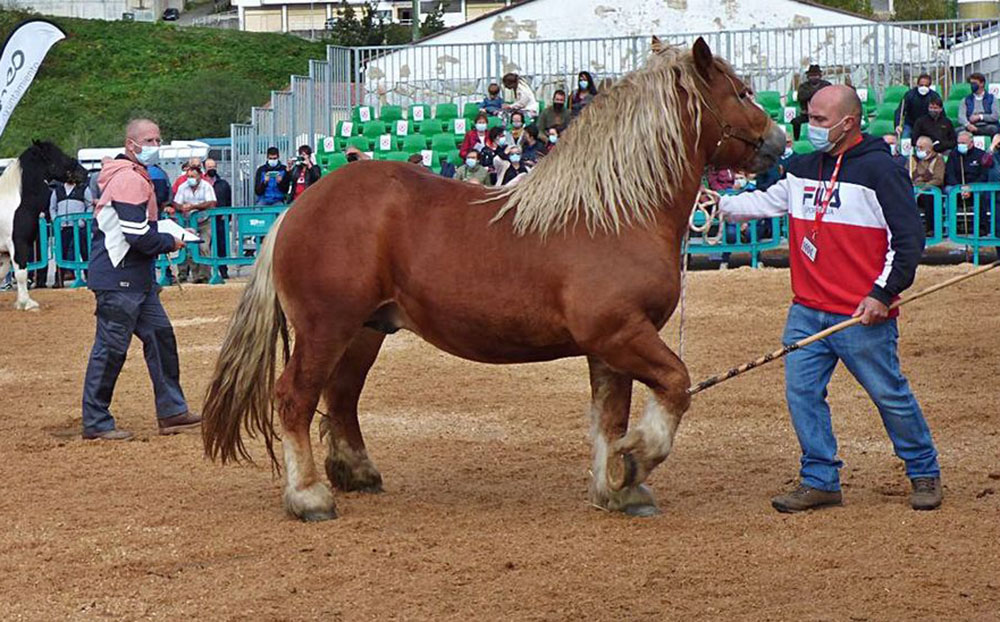 La carne de caballo de Asturias tendrá IGP a finales de año