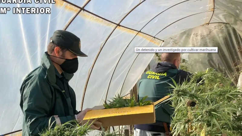 Detenido un cangués por cultivo de marihuana