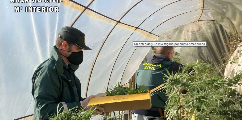 Detenido un cangués por cultivo de marihuana