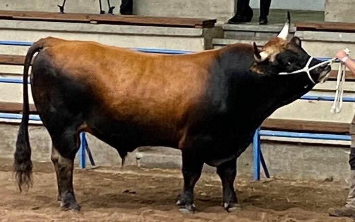 ‘Titanic’, ‘Pantera’, ‘Juguete’ y ‘Rebeza’  estrellas de la  Muestra de la Raza Asturiana de los Valles