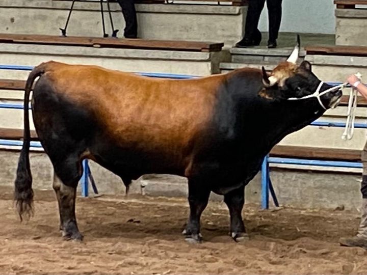 ‘Titanic’, ‘Pantera’, ‘Juguete’ y ‘Rebeza’  estrellas de la  Muestra de la Raza Asturiana de los Valles