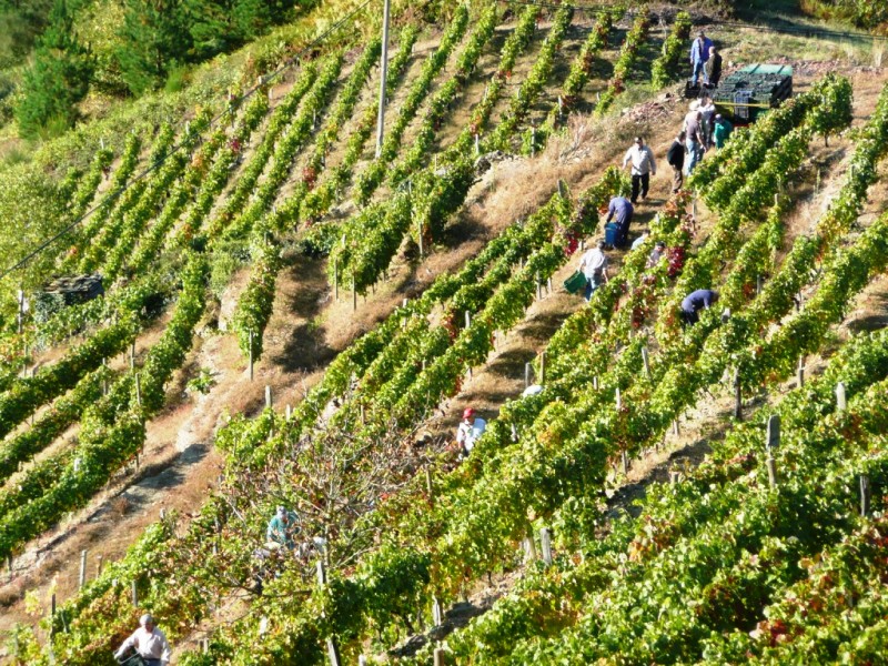 La campaña 2021 suma una nueva bodega y menos producción