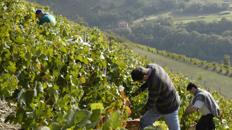 Los viticultores de Cangas del Narcea “Asturianos del mes” por reimpulsar una actividad ancestral
