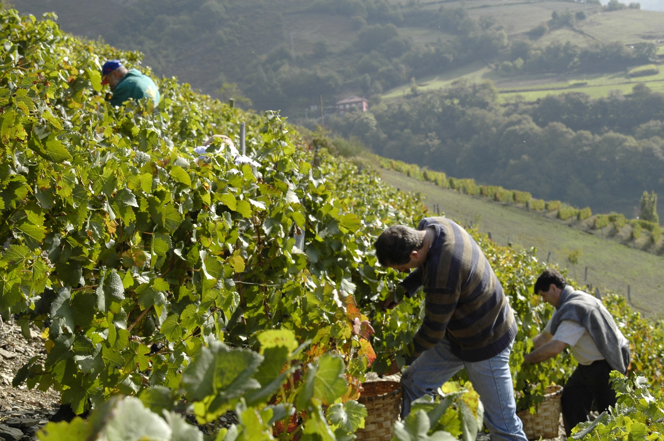 Los viticultores de Cangas del Narcea “Asturianos del mes” por reimpulsar una actividad ancestral