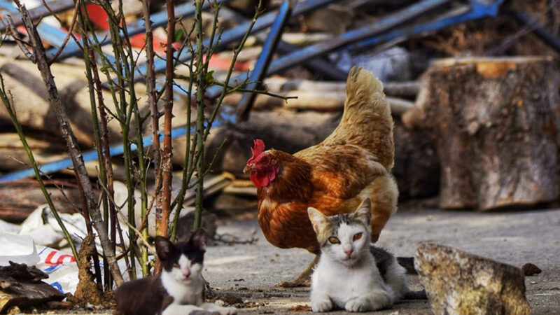 ¿Qué hacemos con los animales en las aldeas? Cuando solo se legisla para las ciudades