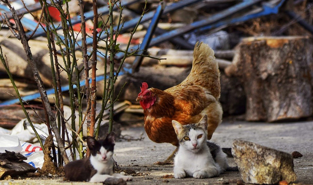 ¿Qué hacemos con los animales en las aldeas? Cuando solo se legisla para las ciudades