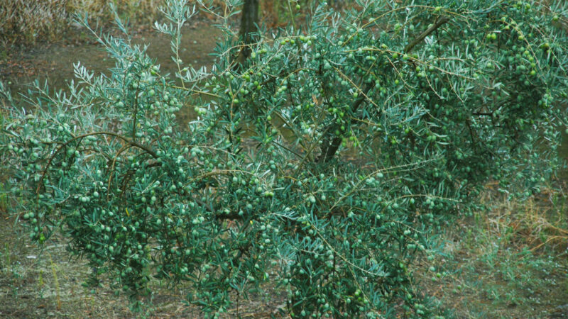 Sello de calidad para la aceituna berzocaniega