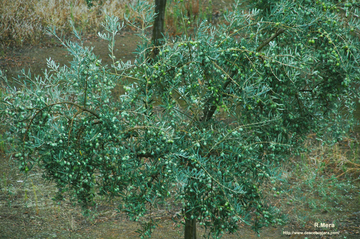 Sello de calidad para la aceituna berzocaniega