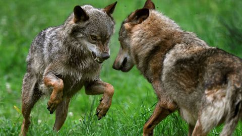 PP: “El consejero miente a los ciudadanos al afirmar que los daños del lobo  se pagan en 2-3 semanas”