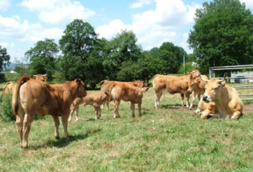 La indemnizaciones por ataque de animales salvajes subirán entre un 20% y 50% en la Asturiana de los Valles