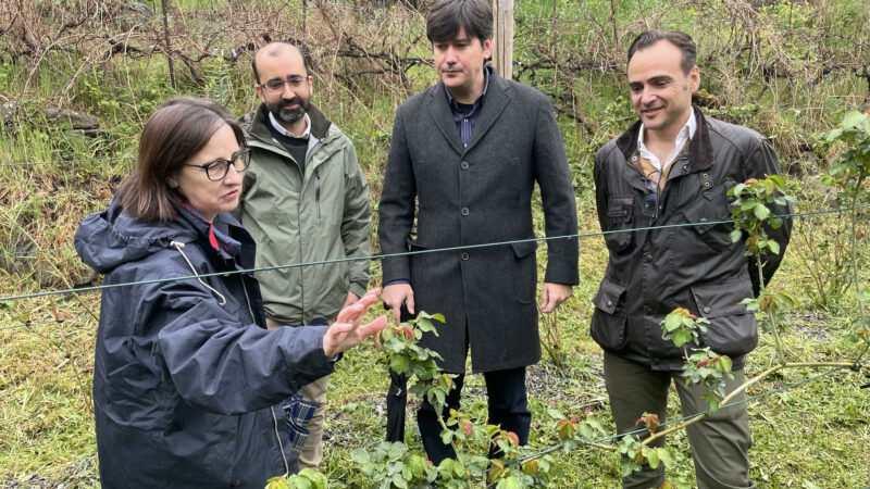 Será una rosa, una rosa canguesa, y florecerá en mayo