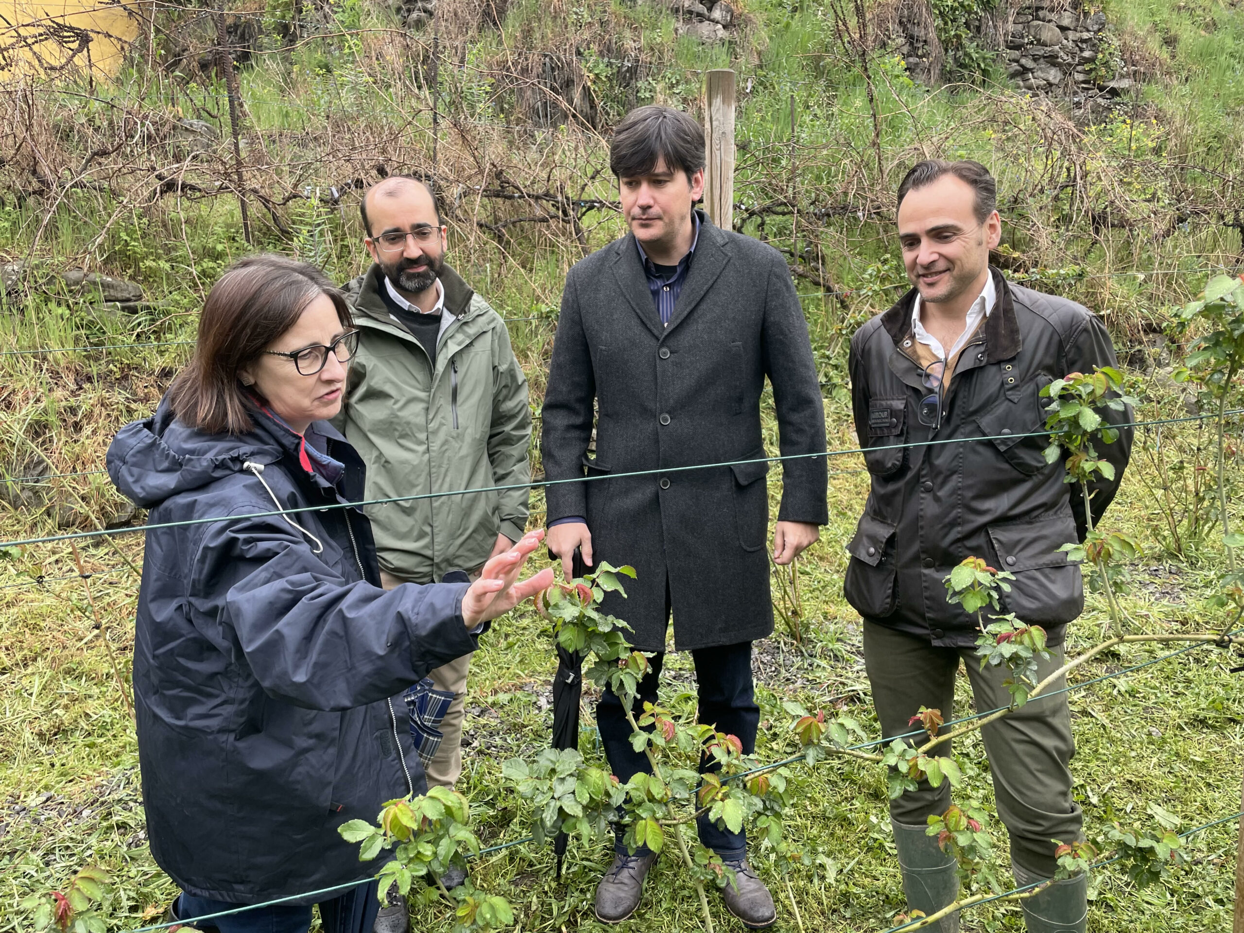 Será una rosa, una rosa canguesa, y florecerá en mayo