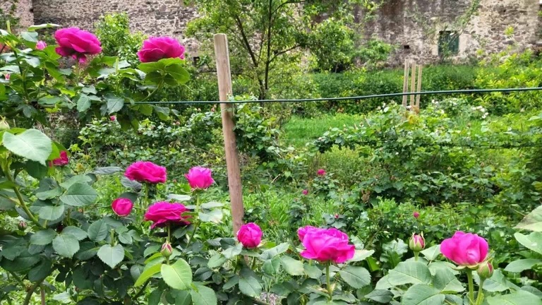 Cangas del Narcea: Una rosa par el futuro de un valle