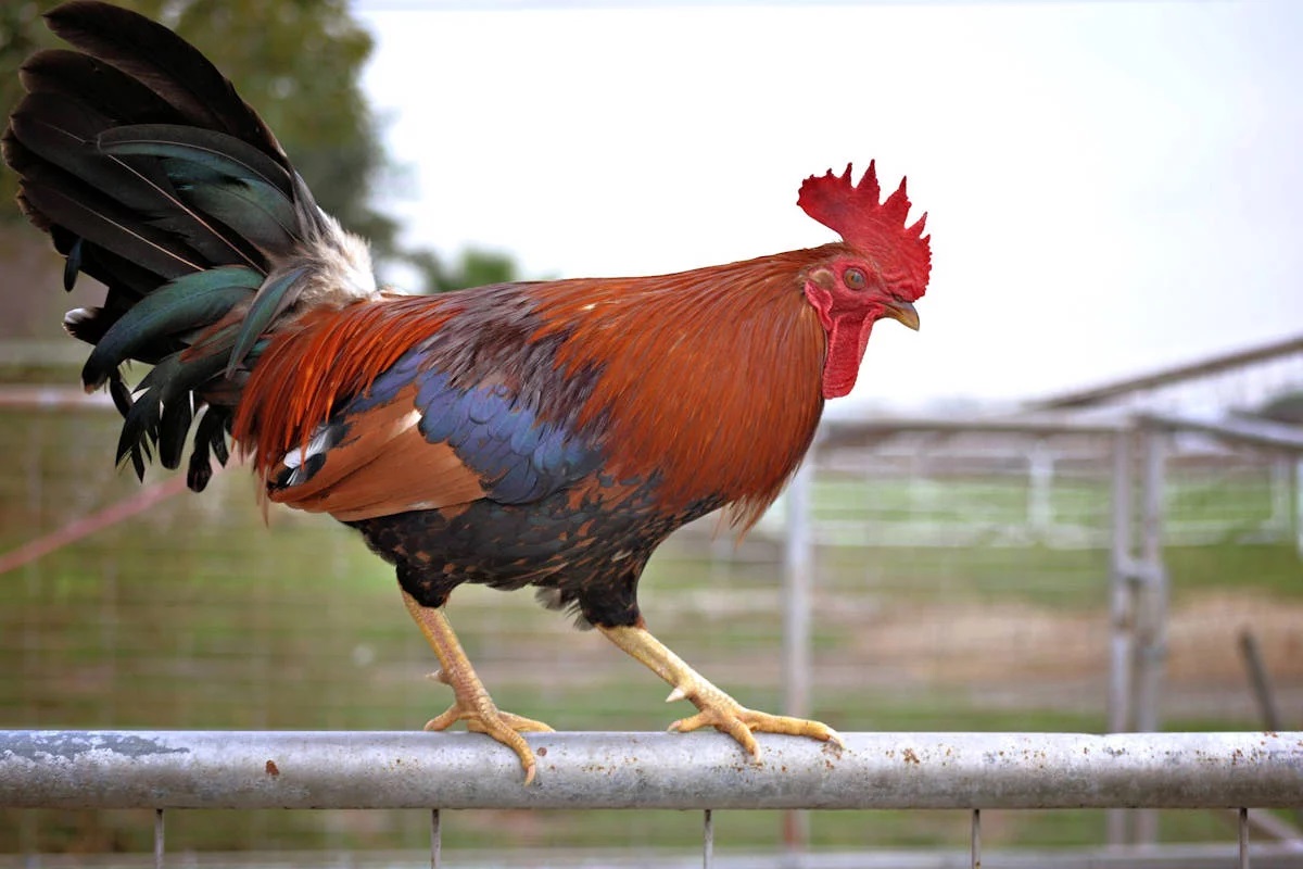 Denunciando al gallo, a la vaca o  a lo que  cuadre