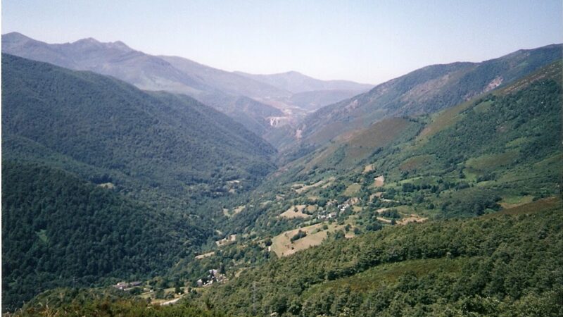 Recatan una osa en Cangas del Narcea