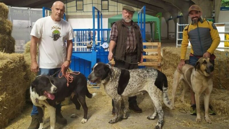 El mastín asturiano en Cangas del Narcea