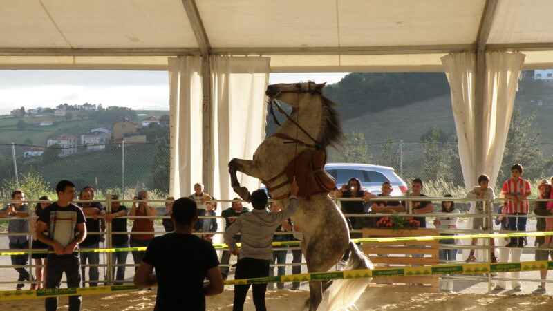 Sábado: caballos en Tineo