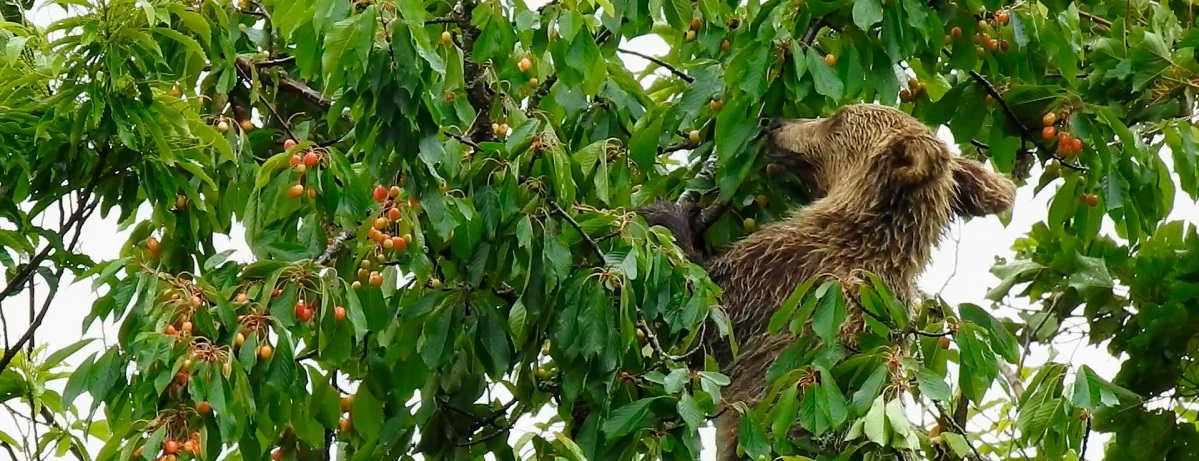 Cerezas para impedir el acercamiento de osos a los pueblos