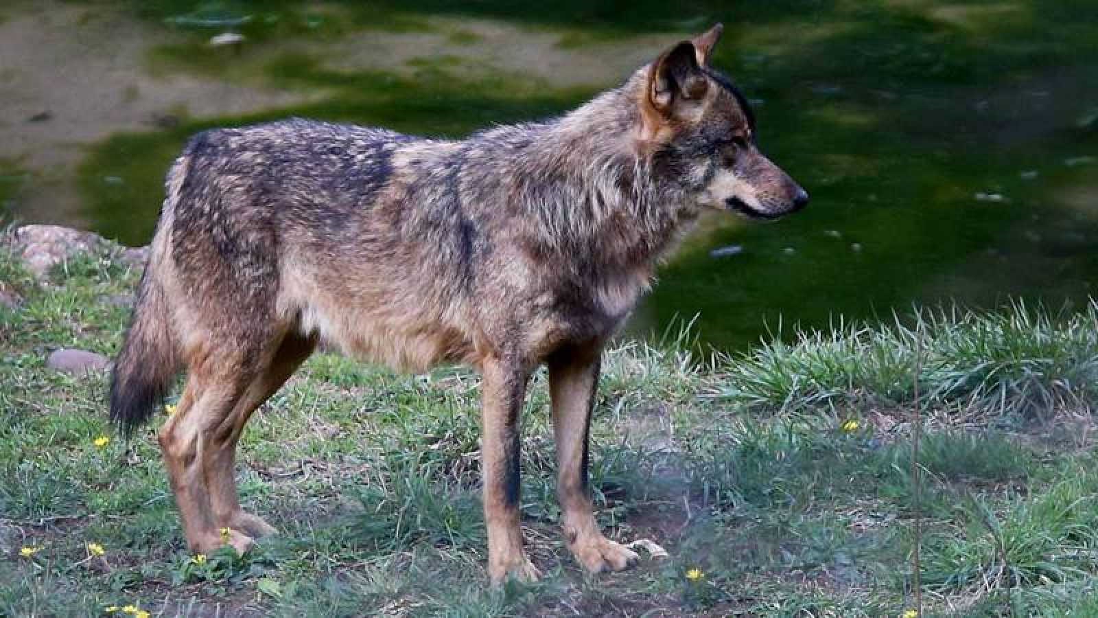 ¿Hay muchos lobos en Asturias? ¿Cuántos? Todo depende del color con que se mire