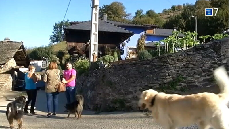 Los lobos atacan y matan a dos mastines en Naviego