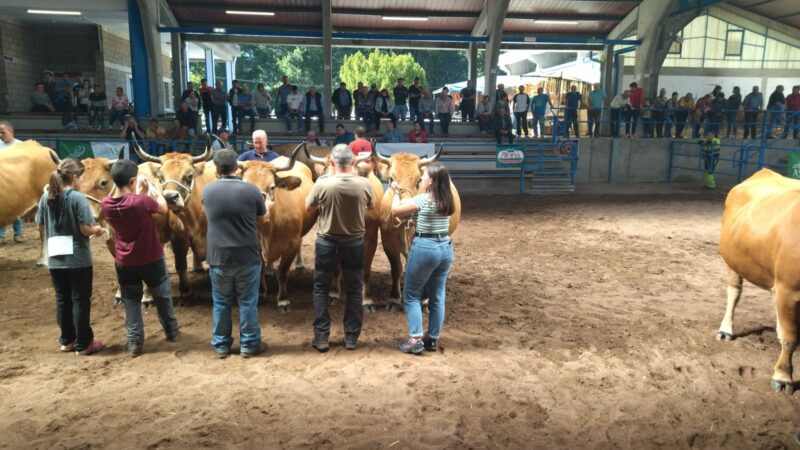 CANGAS.- Buenas reses y preocupación por el futuro del sector