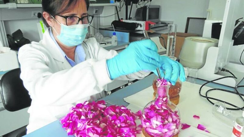 Del carbón al perfume. Cangas puede recuperar su economía de la mano de la “Rosa Narcea”