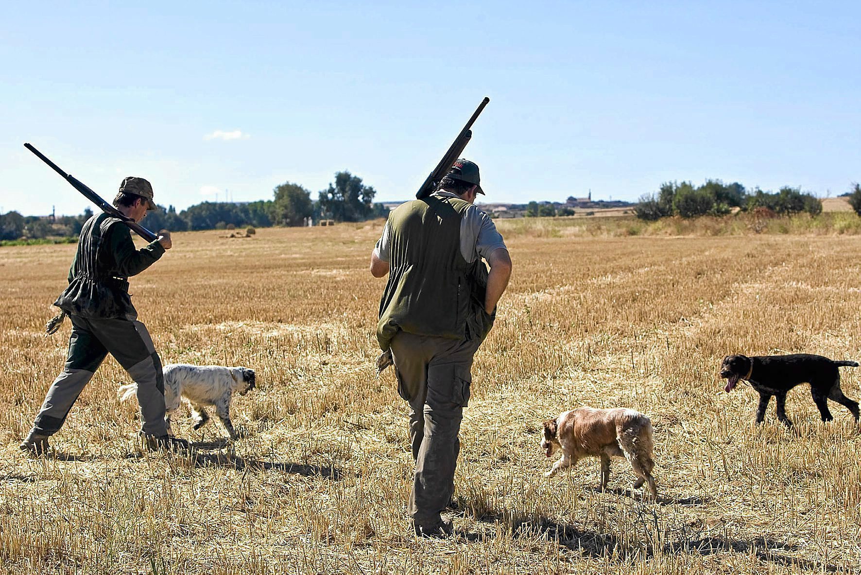 ¿Tienen perros en casa o en el monte?: pues a estudiar y a pagar