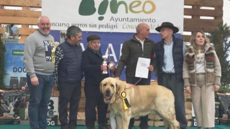 TINEO.- “León” ganador del certamen de perros mastines