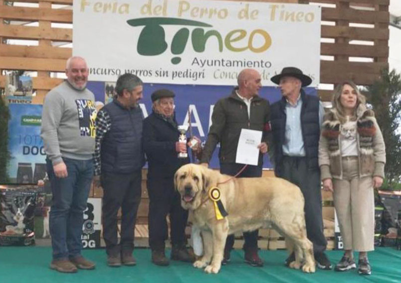 TINEO.- “León” ganador del certamen de perros mastines