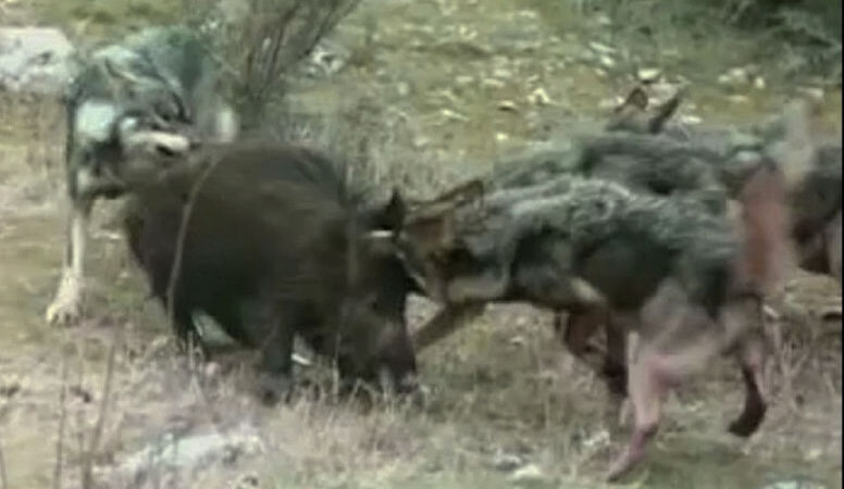 SUROCCIDENTE.-  Lobos, jabalíes y población rural