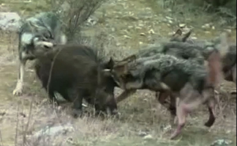 SUROCCIDENTE.-  Lobos, jabalíes y población rural